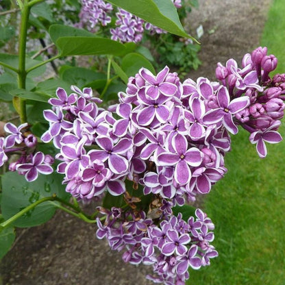 Sensation Bi-Color French Lilac – Syringa Vulgaris