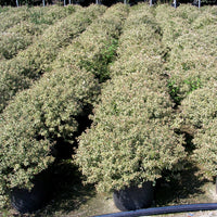 Variegated Confetti Abelia shrub used for landscape border planting