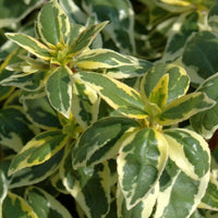 Radiance Abelia