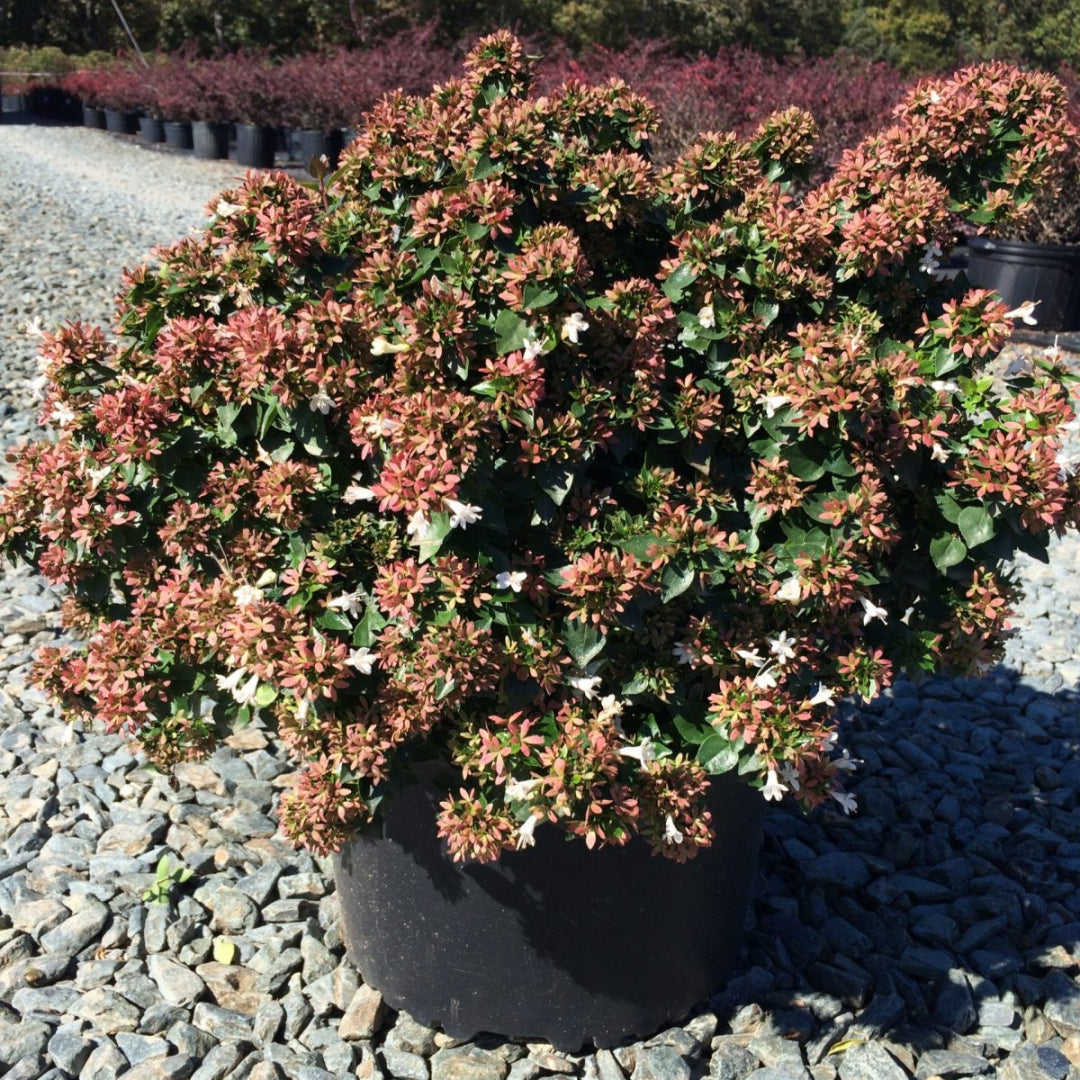 Abelia Rose Creek