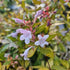 Abelia grandiflora Francis Mason live shrub with golden variegated foliage