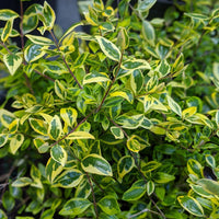 Radiance Abelia