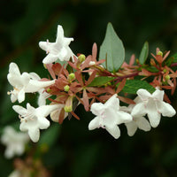Abelia 'Glossy' Grandiflora, Dark Green Glossy Leaves with Fragrant Blooms