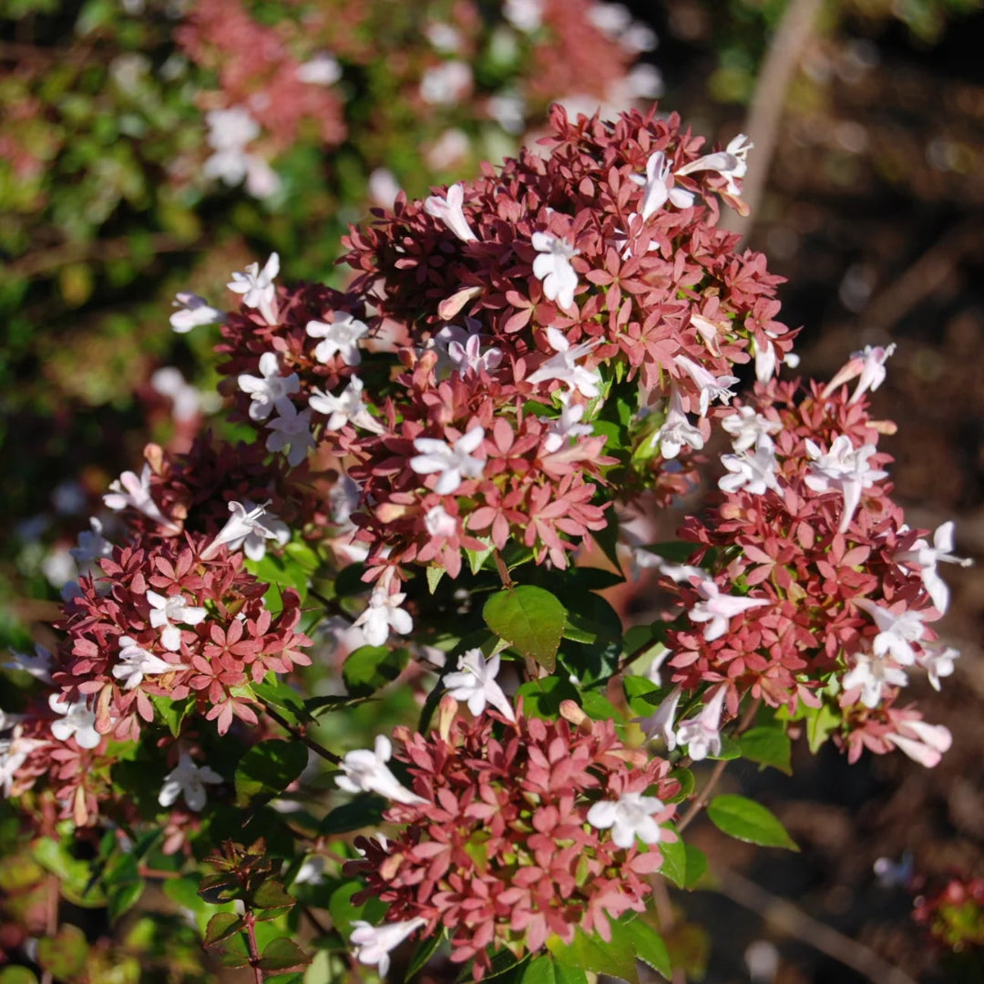 Abelia Rose Creek