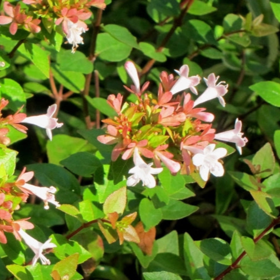 Abelia Rose Creek