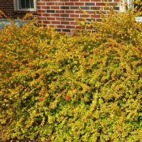 Abelia Super Gold