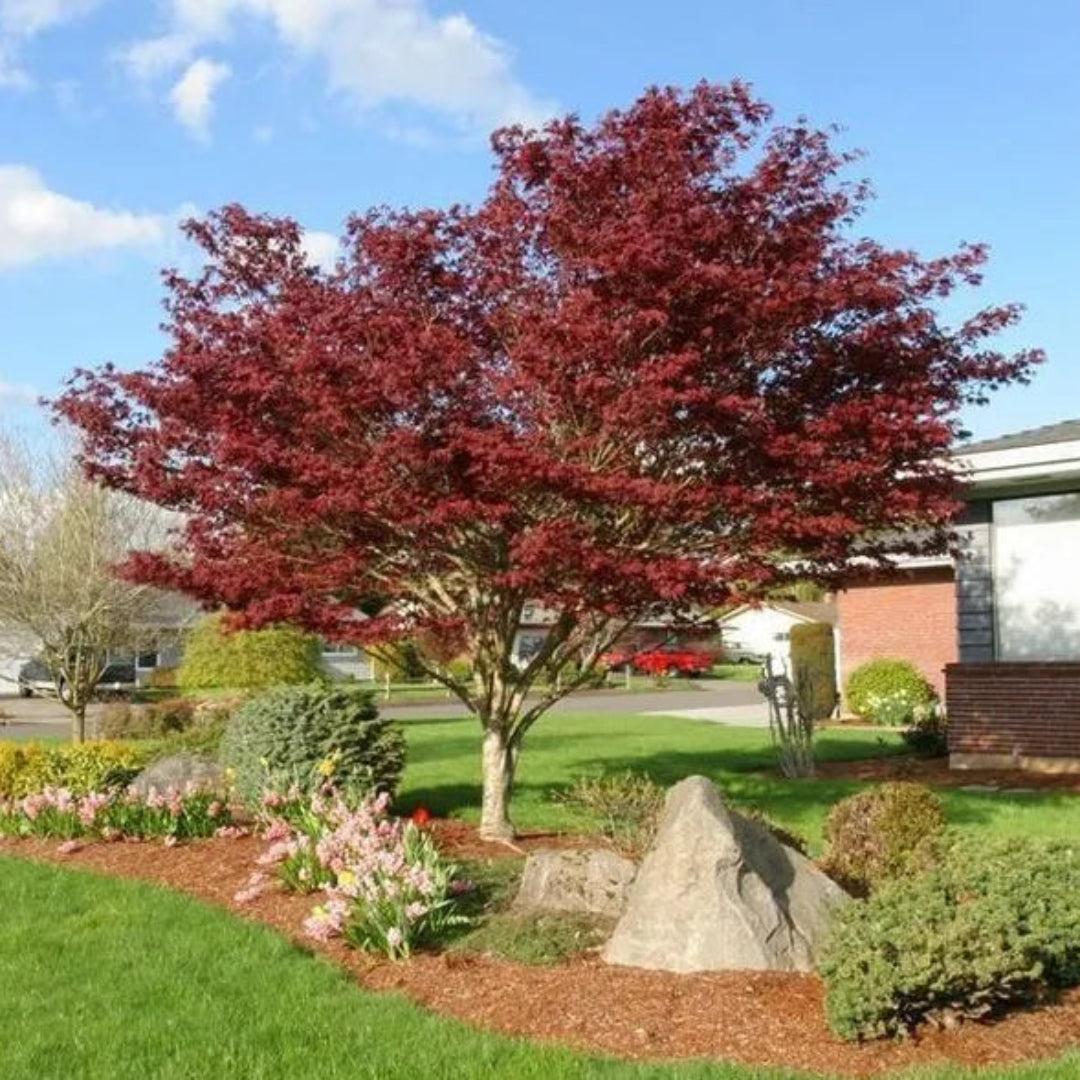 Red Dragon Japanese Maple Plant