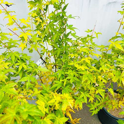 Bihou Japanese Maple