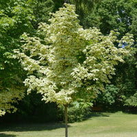 Butterfly Japanese Maple