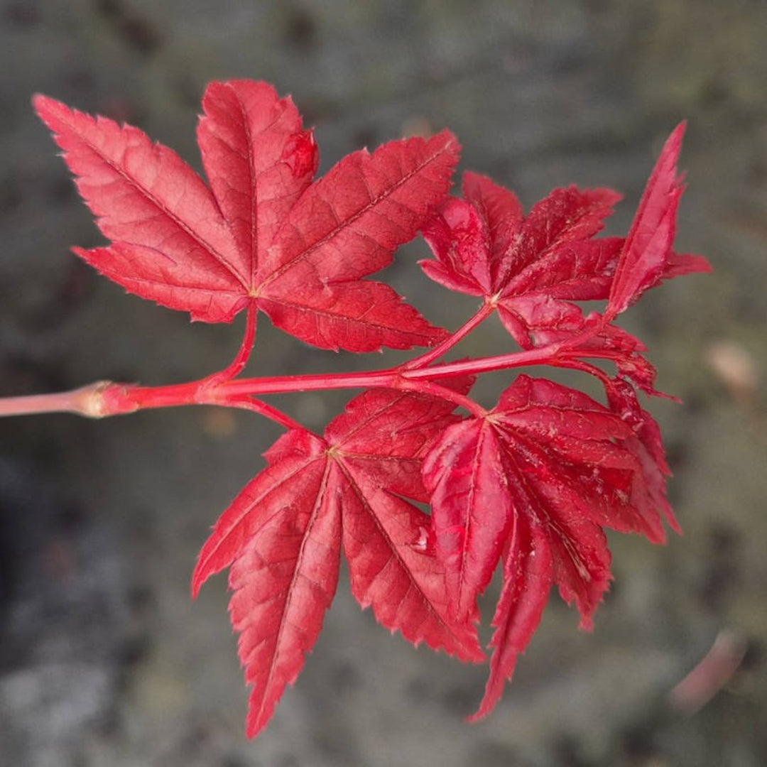 Beni Maiko Japanese Maple