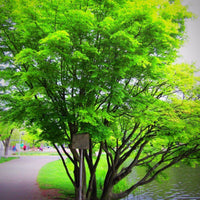 Green Japanese Maple Seedling
