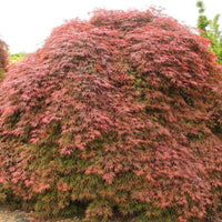 Orangeola Japanese Maple Tree
