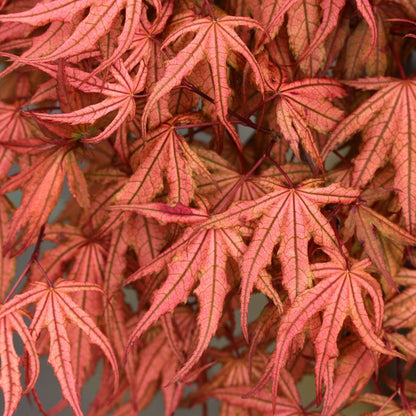 Acer Palmatum Olsen&
