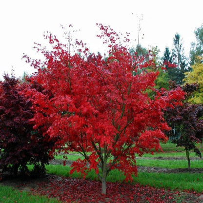 Newly planted Osakazuki Japanese Maple with bright foliage and upright growth