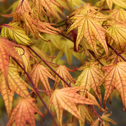 Peaches and Cream Japanese Maple