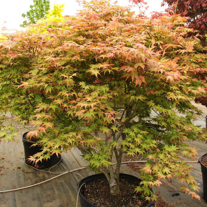 Peaches and Cream Japanese Maple
