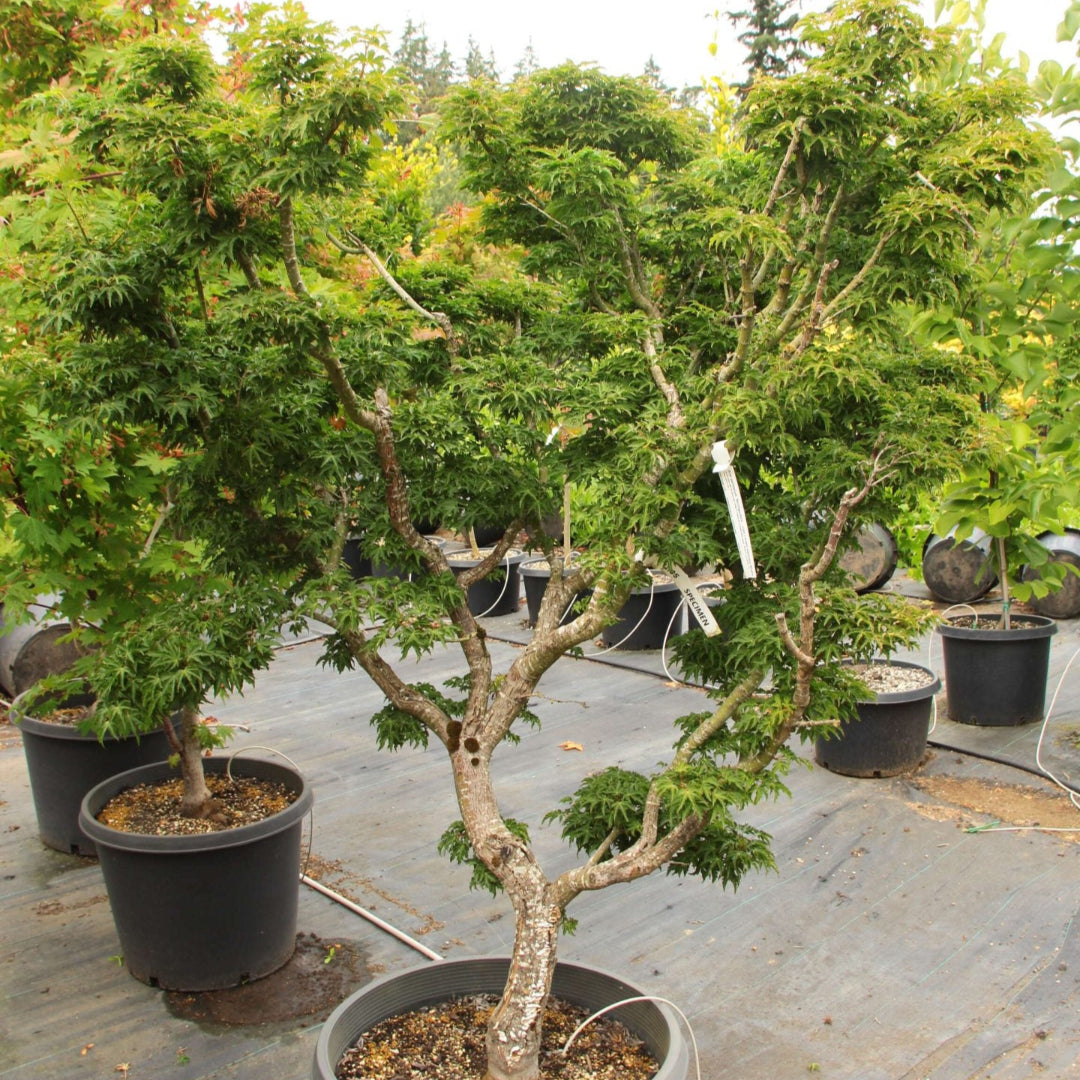 Shishigashira Japanese Maple