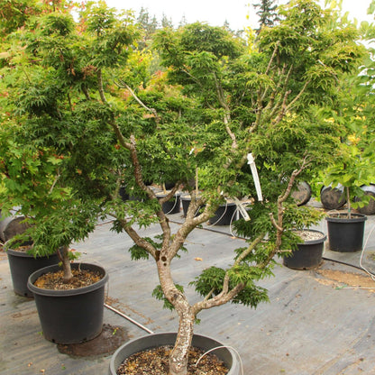 Shishigashira Japanese Maple