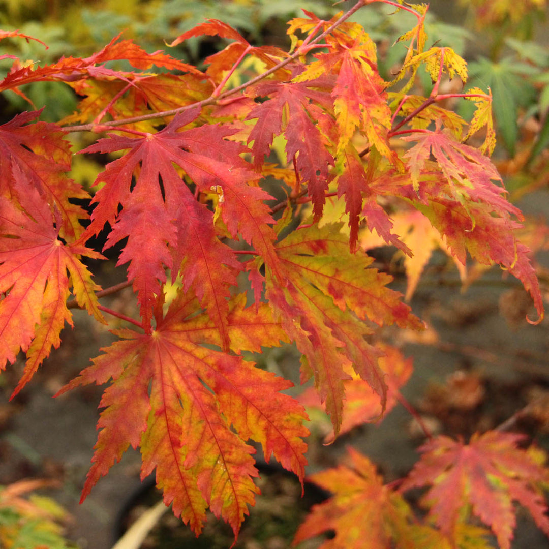 Japanese Maple &