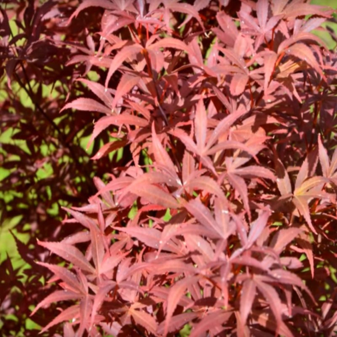 Skeeters Broom Japanese Maple