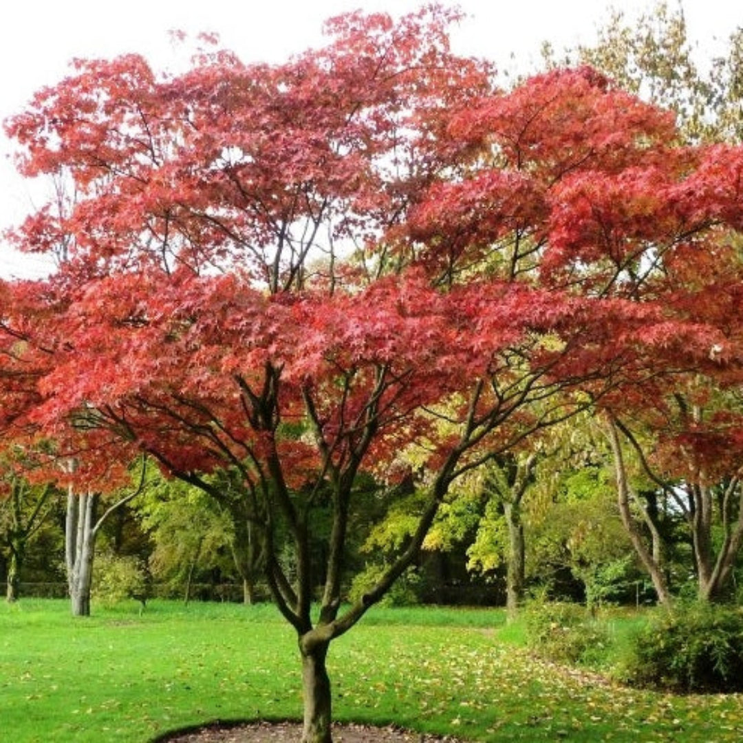 Osakazuki Japanese Maple
