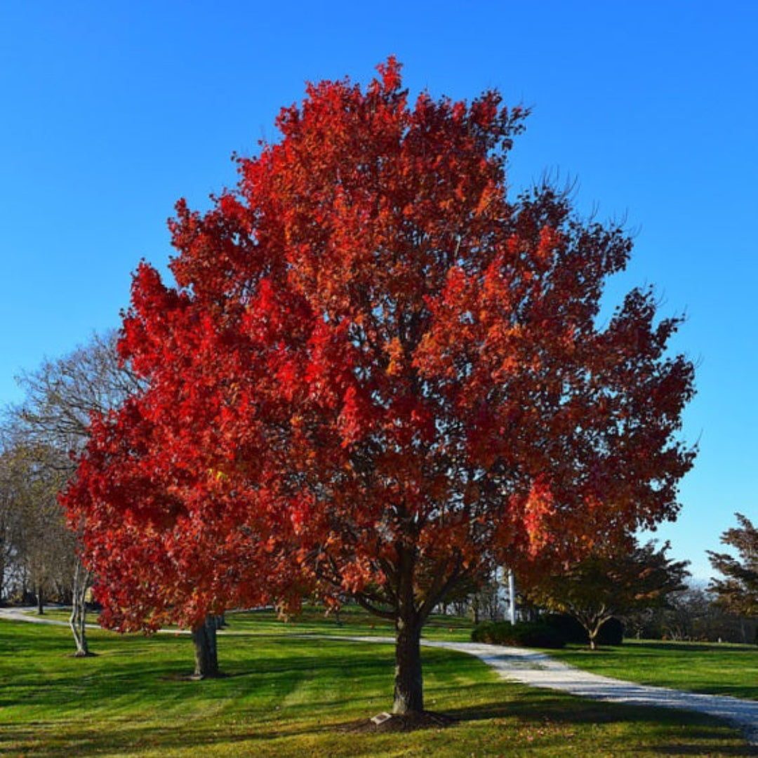 Sun Valley Red Maple