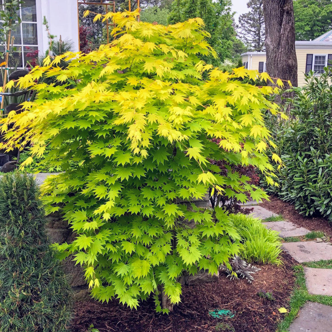 Amber Ghost Japanese Maple