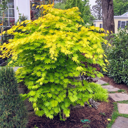 Amber Ghost Japanese Maple