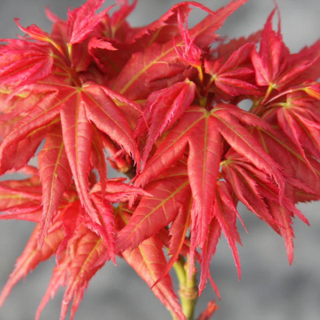 Scarlet Princess Japanese Maple