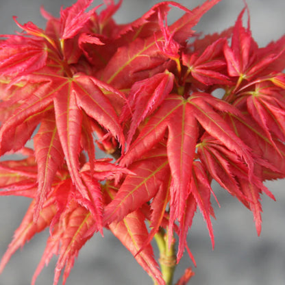 Scarlet Princess Japanese Maple