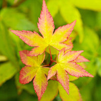 Yellow Princess' Japanese Maple