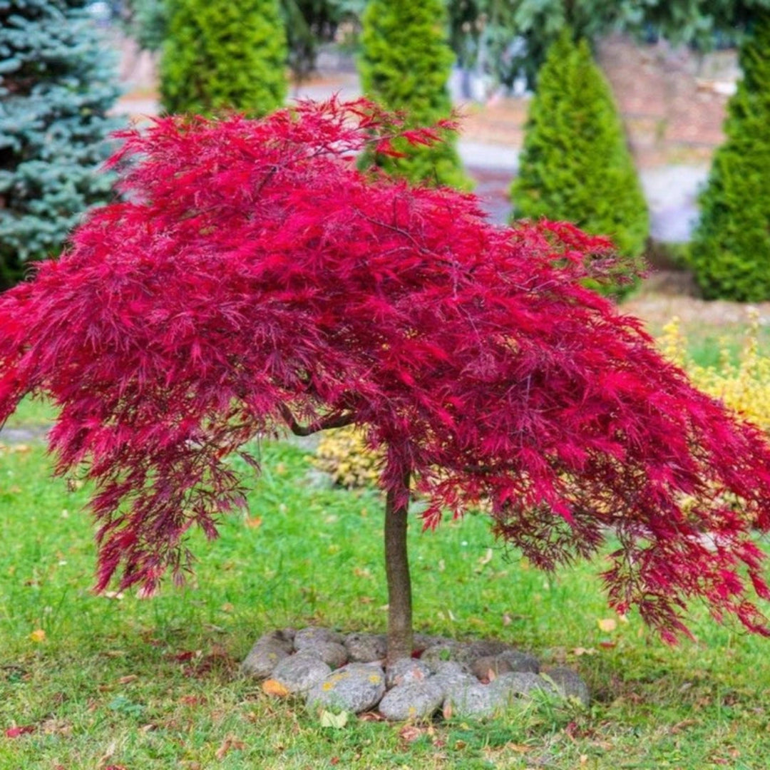 Buy Inaba Shidare Japanese Maple - Laceleaf Red Maple Tree