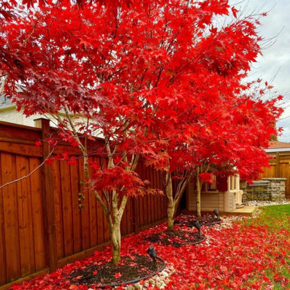 Fireglow Japanese Maple Tree