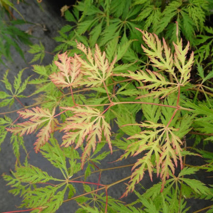 Green Cascade Japanese Maple