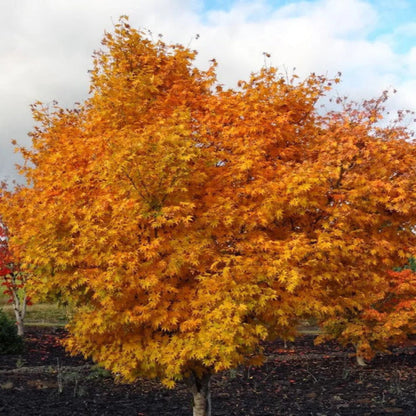 Hogyoku Japanese Maple
