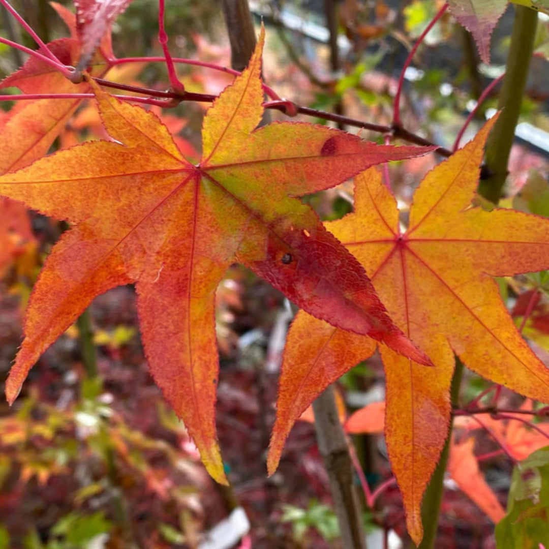 Hogyoku Japanese Maple