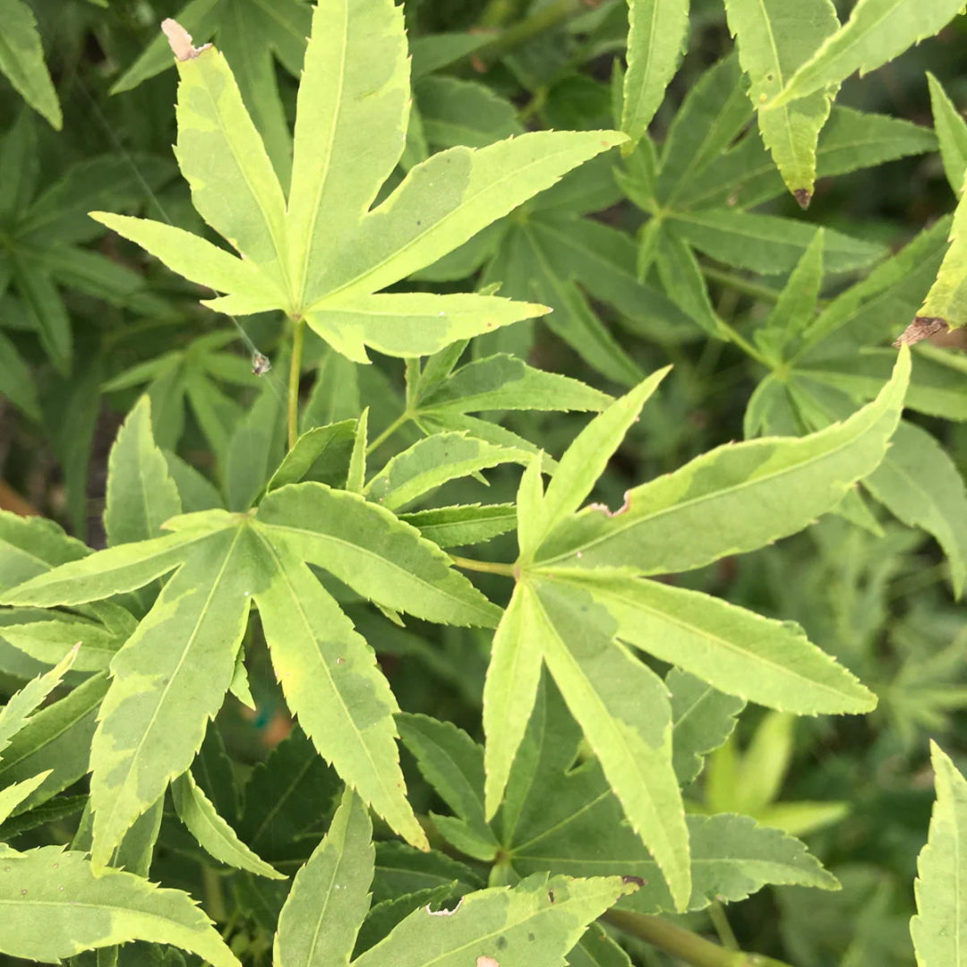 Ukon Japanese Maple
