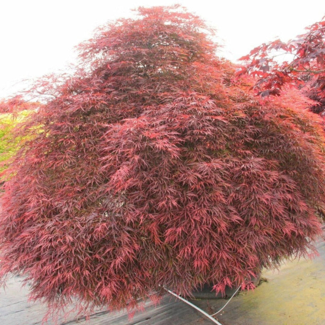 Inaba Shidare Japanese Maple Size and Shape