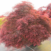 Inaba Shidare Japanese Maple Size and Shape