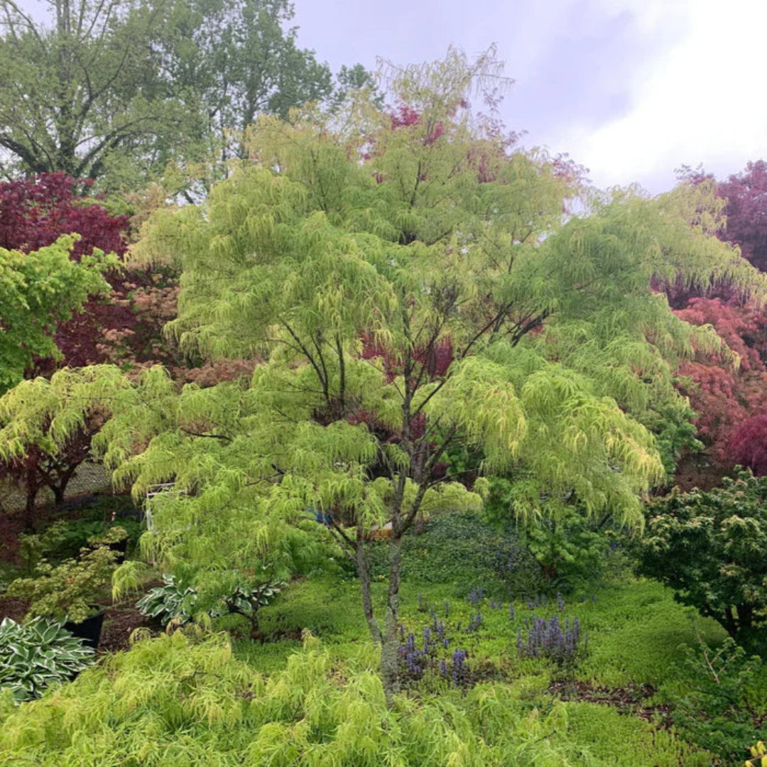 Koto No Ito Japanese Maple