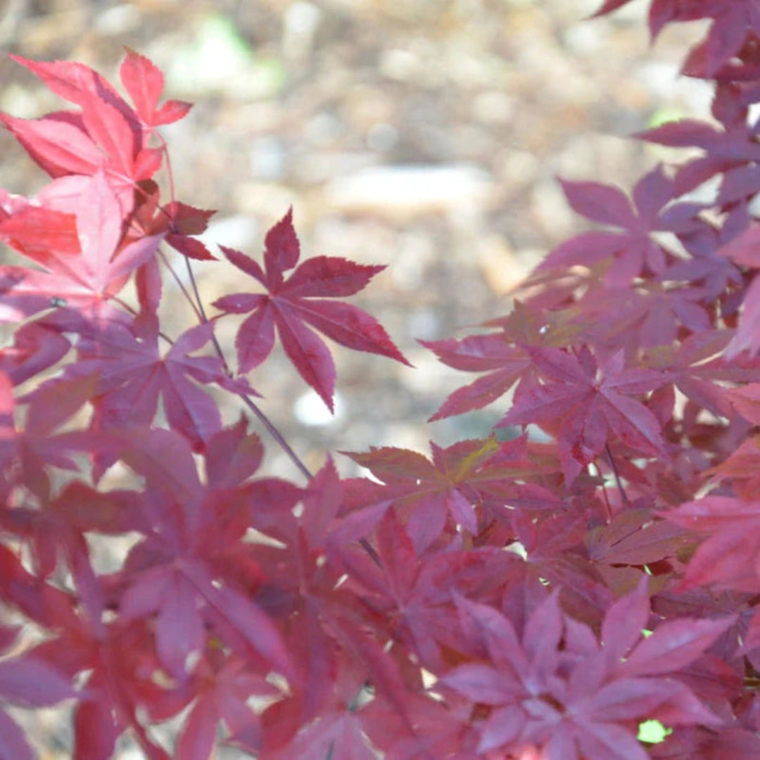 Healthy Oshio Beni Japanese Maple tree in a nursery pot