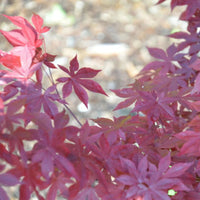 Healthy Oshio Beni Japanese Maple tree in a nursery pot