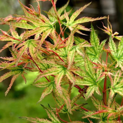 Peve Starfish Multicolor Japanese Maple