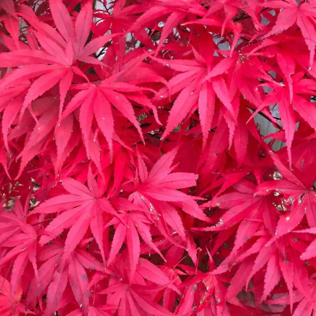Red Pixie Japanese Maple