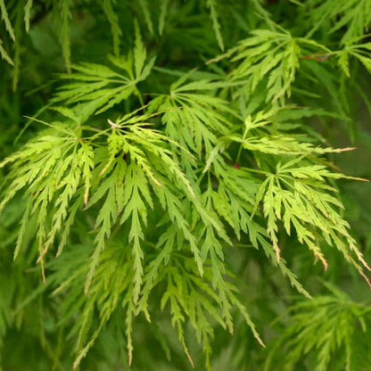 Seiryu Japanese Maple