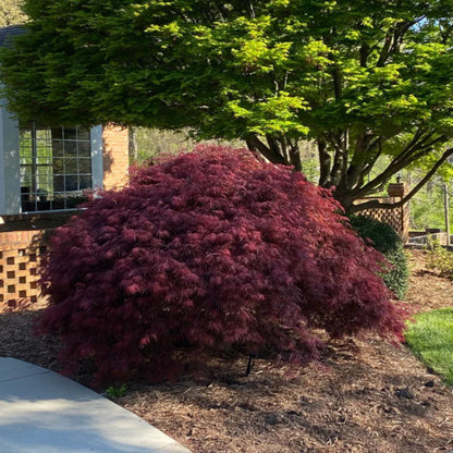 Tamukeyama Japanese Maple