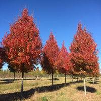 October Glory Maple