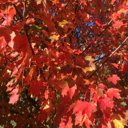 October Glory Maple