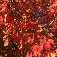 October Glory Maple