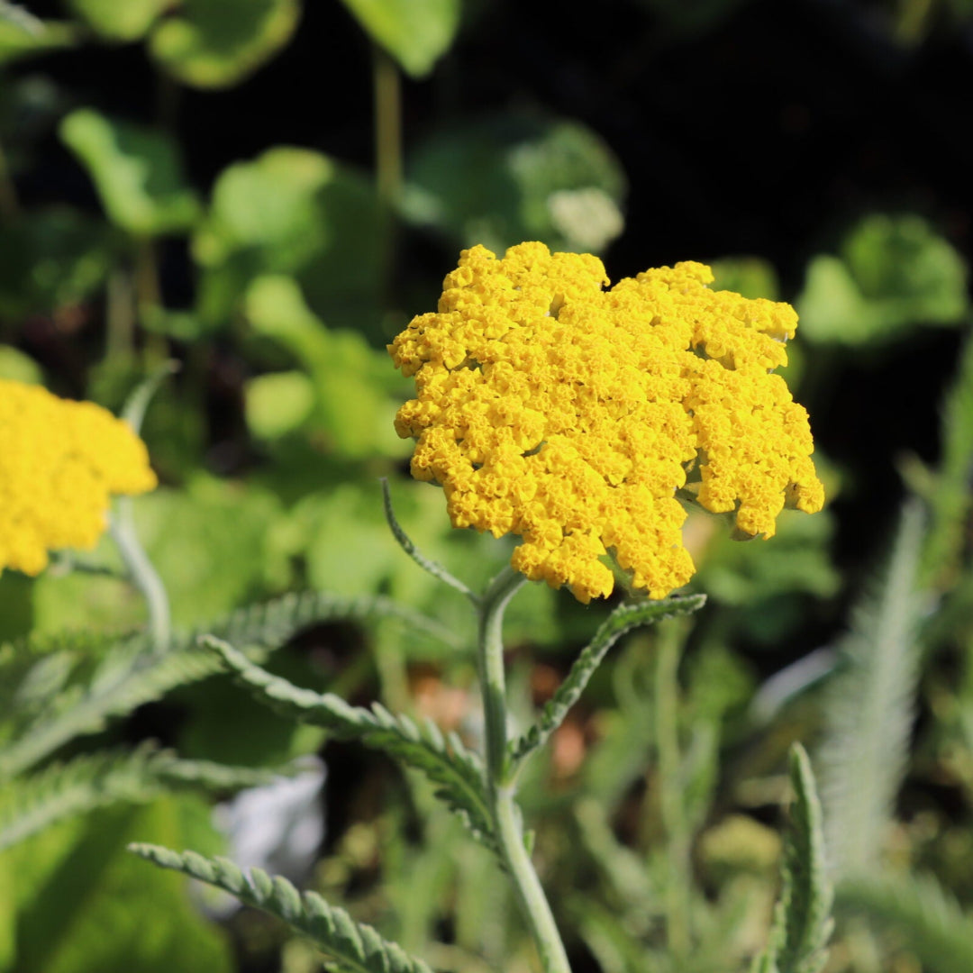 Buy Achillea Coronation Gold Yarrow Perennial Plant Online